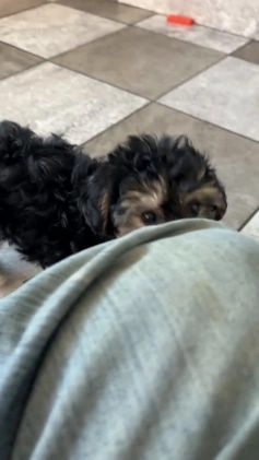 Yochon dogs for sale: Mia - Video 1