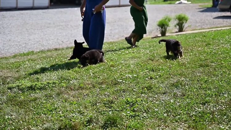 German Shepherd dogs for sale: Beauty - Video 1