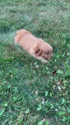 Golden Retriever dogs for sale: Champ - Video 3