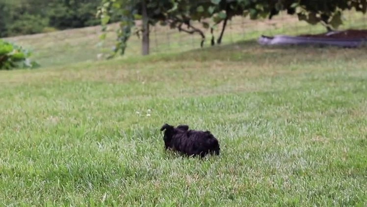 Yorkiepoo dogs for sale: Lola - Video 1