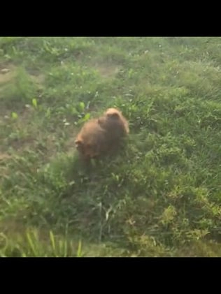 Pomeranian dogs for sale: Bear - Video 1