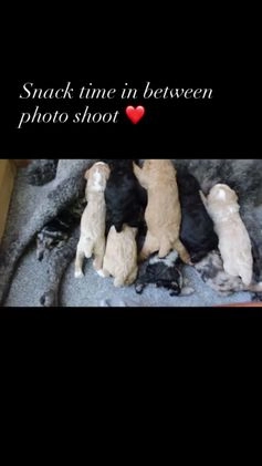 Standard Poodle dogs for sale: Bristol Moyen - Video 1