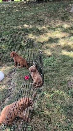 Goldendoodle dogs for sale: Asher - Video 1