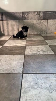 Yochon dogs for sale: Zoey - Video 1