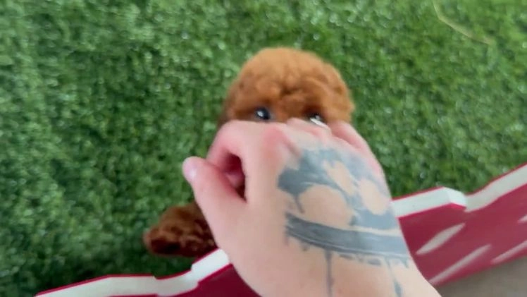 Toy Poodle dogs for sale: Ian - Video 1