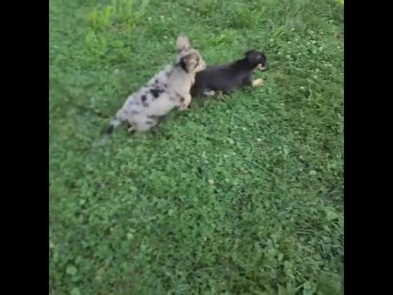 German Shepherd dogs for sale: Pansy - Video 1
