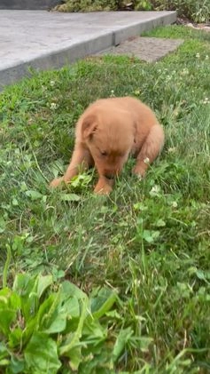 Golden Retriever dogs for sale: Jasper - Video 3