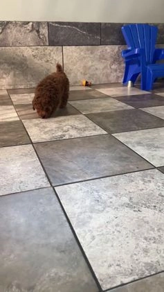 Miniature Poodle dogs for sale: Angel - Video 1