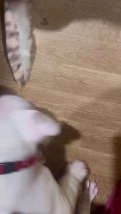 American Bully dogs for sale: Clavi - Video 1
