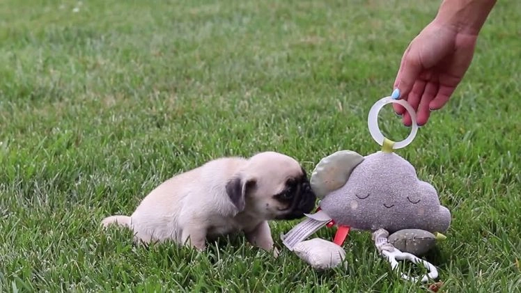 Pug dogs for sale: Ace - Video 1