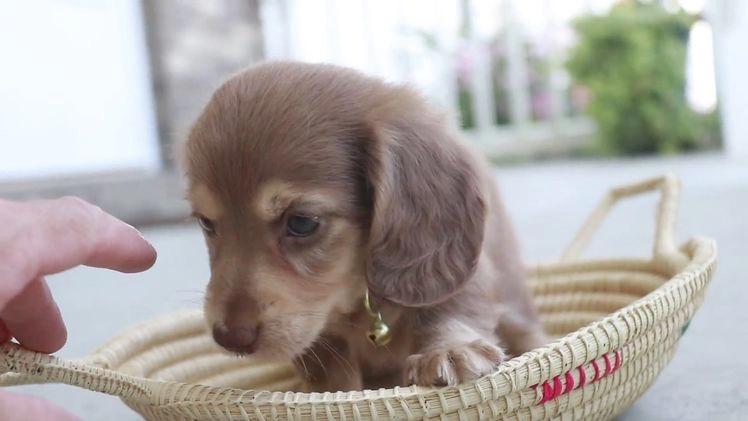 Miniature Dachshund dogs for sale: Forrest - Video 1