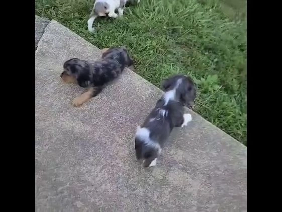Cockalier dogs for sale: Violet - Video 1