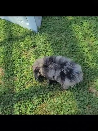 Miniature Poodle dogs for sale: Jethro - Video 1