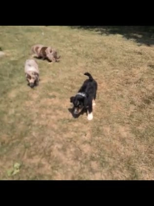 Miniature Australian Shepherd dogs for sale: Izzy - Video 1
