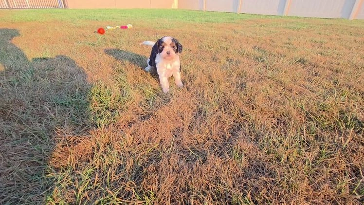Cavapoo dogs for sale: Ella - Video 2