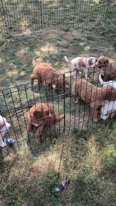 Goldendoodle dogs for sale: Blake - Video 1