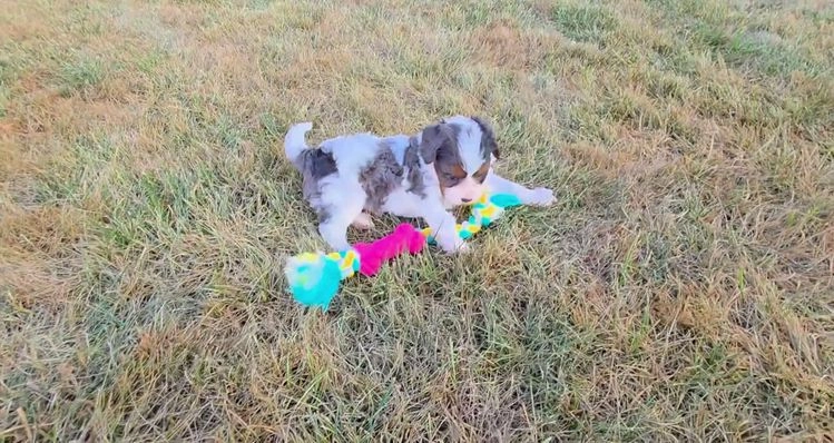 Cavapoo dogs for sale: Eve - Video 2