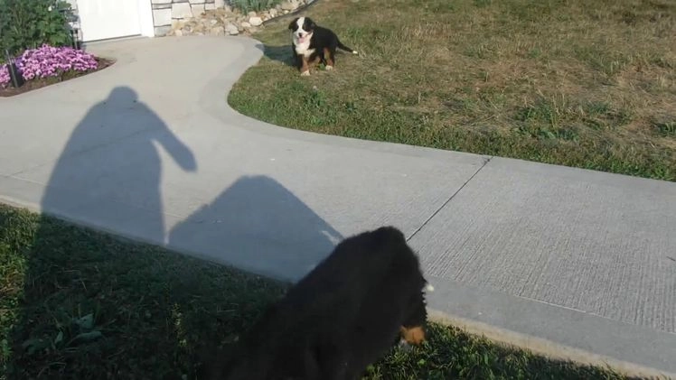Bernese Mountain Dog dogs for sale: Donald - Video 1