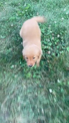 Golden Retriever dogs for sale: King - Video 1