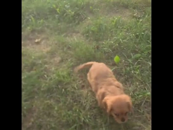 Cavalier King Charles Spaniel dogs for sale: Harrison - Video 1