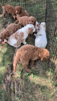 Goldendoodle dogs for sale: Teddy - Video 1
