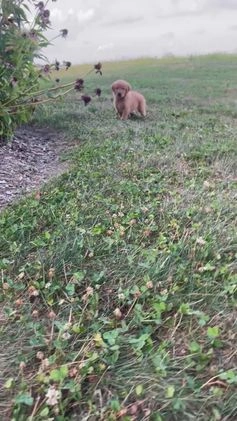 Golden Retriever dogs for sale: King - Video 3