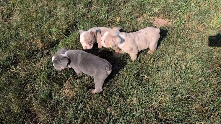 English Bulldog dogs for sale: Heath - Video 1