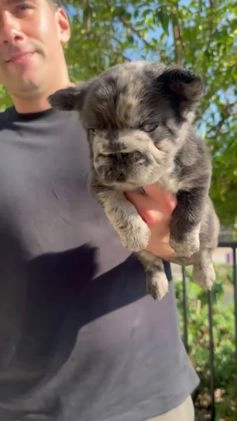 French Bulldog dogs for sale: Fluffy Big Rope Merle Baby Girl - Video 2
