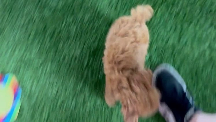 Toy Poodle dogs for sale: Ivy - Video 1