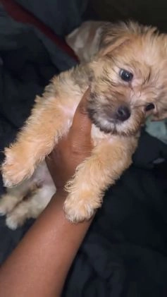 Morkie dogs for sale: Clover - Video 1