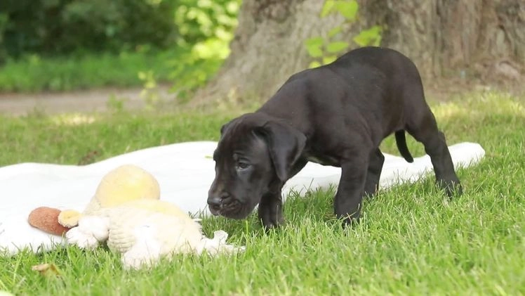Great Dane dogs for sale: Beauty - Video 1