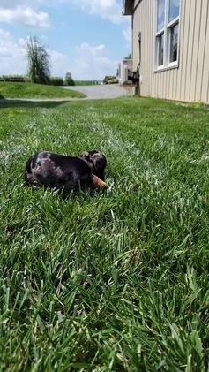 Dachshund dogs for sale: Carson - Video 1