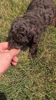 Toy Poodle dogs for sale: Zion - Video 1