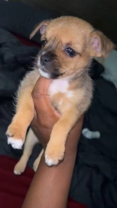 Morkie dogs for sale: Chloe - Video 1