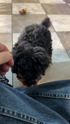 Miniature Poodle dogs for sale: Lola - Video 1