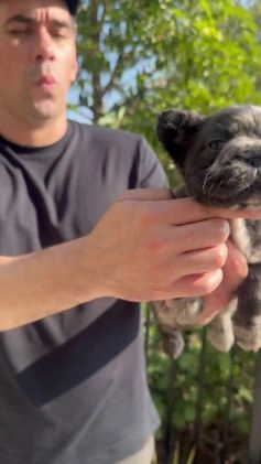 French Bulldog dogs for sale: Fluffy Big Rope Merle Baby Girl - Video 1