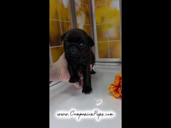 Pug dogs for sale: Runt - Champion Lines - Video 1