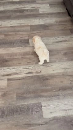 Coton De Tulear dogs for sale: Curly - Video 1