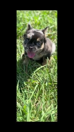 French Bulldog dogs for sale: Truffle - Video 1