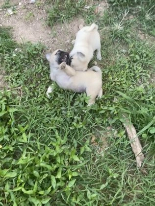 Pug dogs for sale: Peaches - Video 1