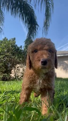 Goldendoodle dogs for sale: Red Collar - Video 1