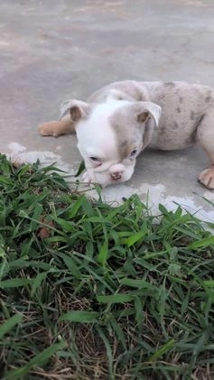 English Bulldog dogs for sale: Harper - Video 2