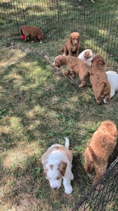 Goldendoodle dogs for sale: Cash - Video 1