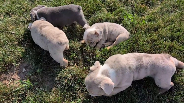 English Bulldog dogs for sale: Harper - Video 1