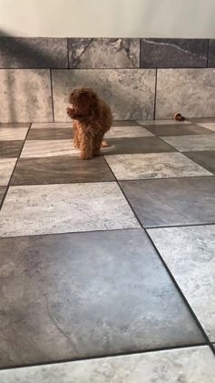 Miniature Poodle dogs for sale: Oscar - Video 1