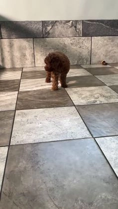 Miniature Poodle dogs for sale: Hudson - Video 1