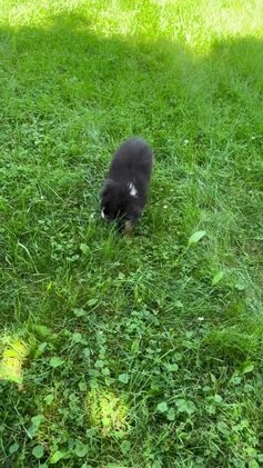 Miniature Australian Shepherd dogs for sale: Ace - Video 1