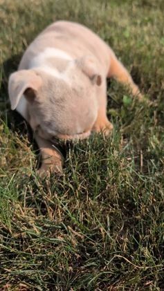 English Bulldog dogs for sale: Hunter - Video 1