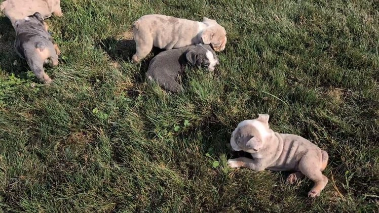 English Bulldog dogs for sale: Hunter - Video 2
