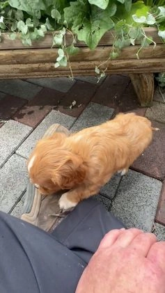 Cavalier King Charles Spaniel dogs for sale: Rex - Video 1